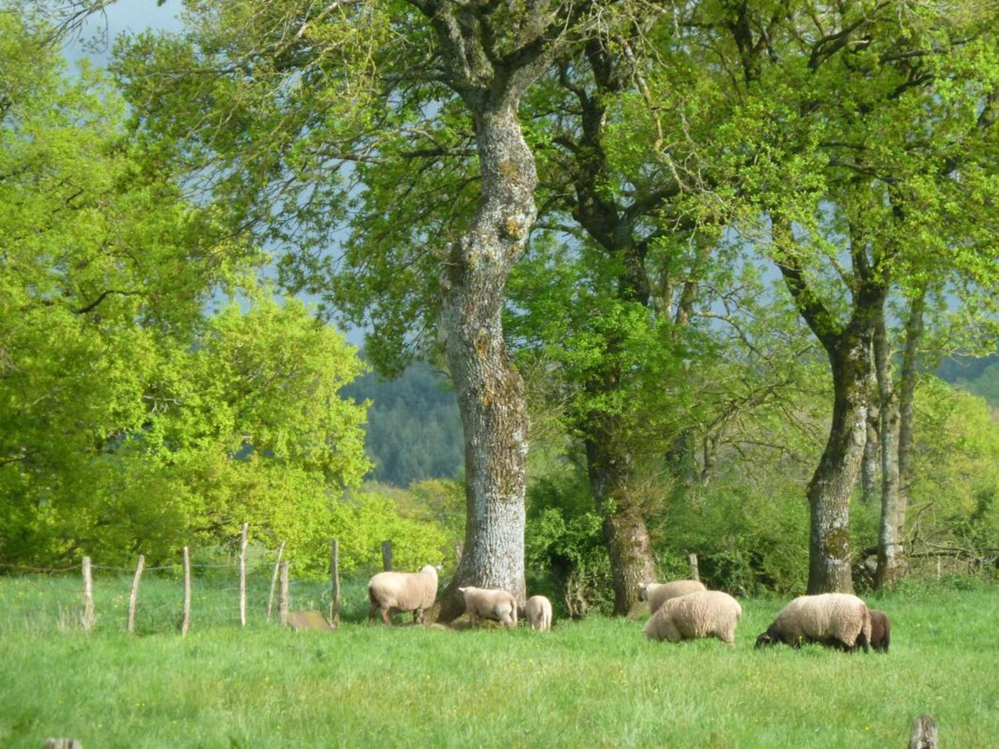 Barrais-Bussolles Maison De Campagne Ideale Pour Familles, Cavaliers, Animaux Acceptes, Avec Jardin Clos Et Tout Equipe. - Fr-1-489-172 빌라 외부 사진